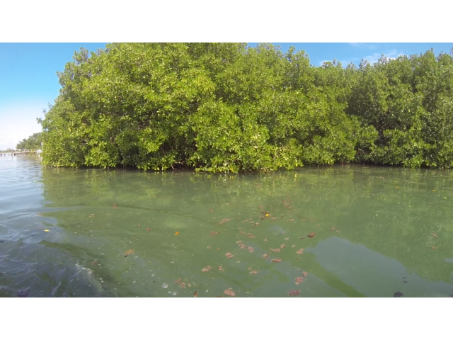 Mangroves headed north for the summer