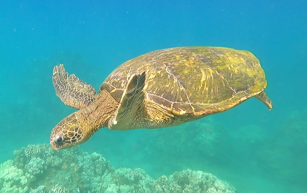 Green Sea Turtle downgraded to Least Concern