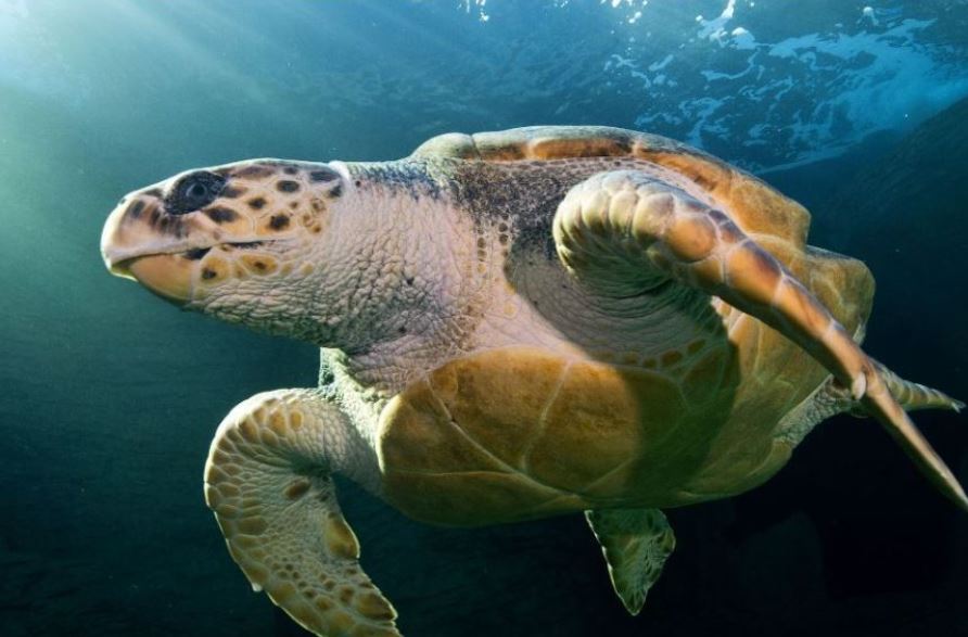 Released Turtle swims from Africa to Australia