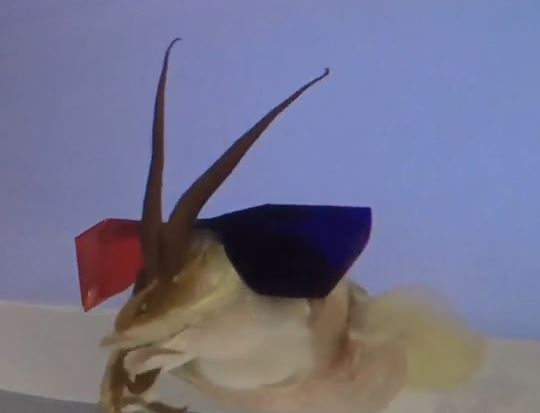 Yes, they put 3D Glasses on a Cuttlefish