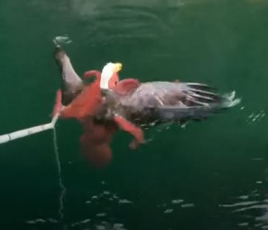 Eagle vs Octopus