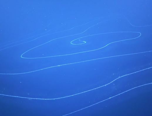 150 feet siphonophore : Scientist encounter possibly the longest creature ever discovered